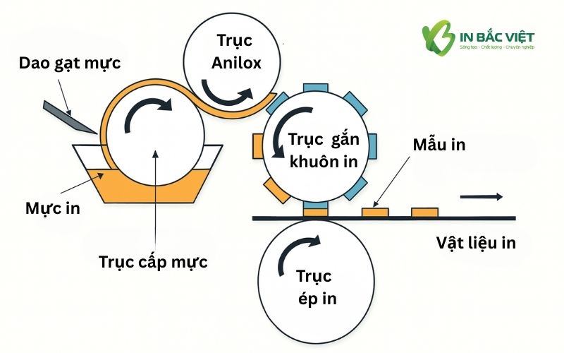 cau-tao-may-in-flexo